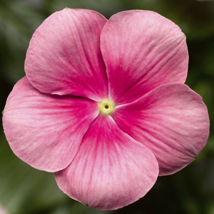 cascading flower seeds Cora® Cascade XDR Shell Pink Vinca Seeds – Park Seed