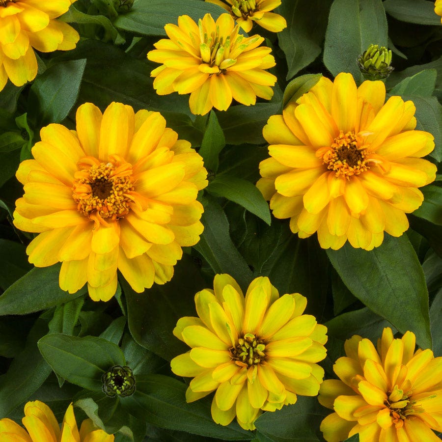 Zydeco™ Deep Yellow Zinnia Seeds