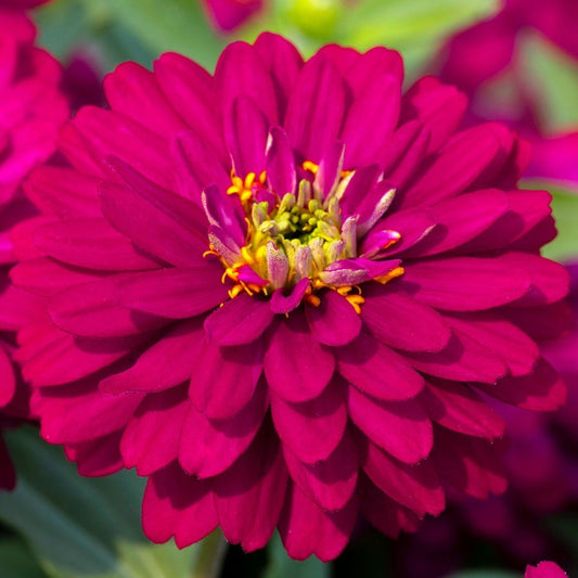 Zydeco™ Cherry Zinnia Seeds