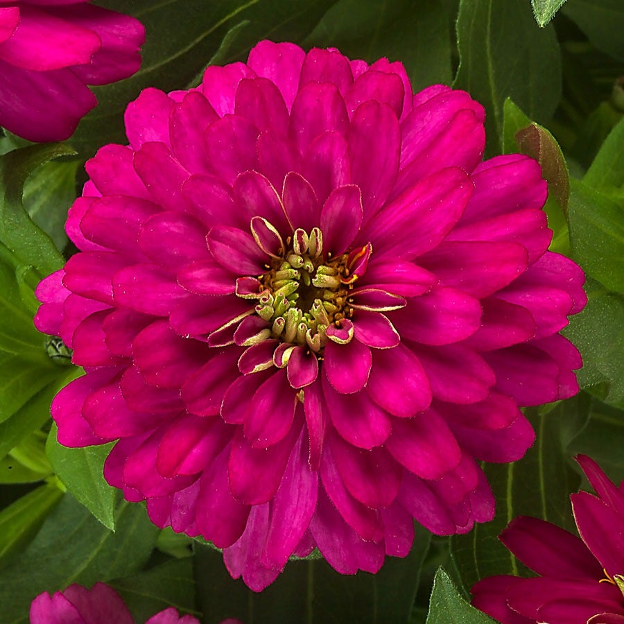 Zydeco™ Cherry Zinnia Seeds