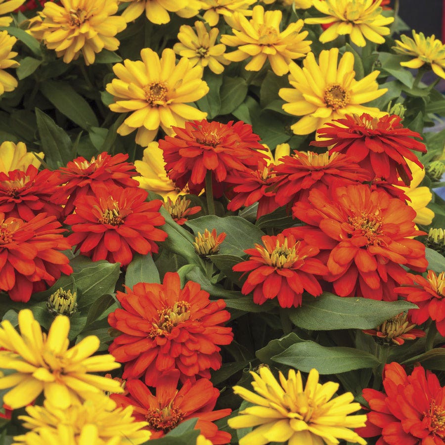fire and flower seeds Zydeco™ Fire Zinnia Seeds – Park Seed