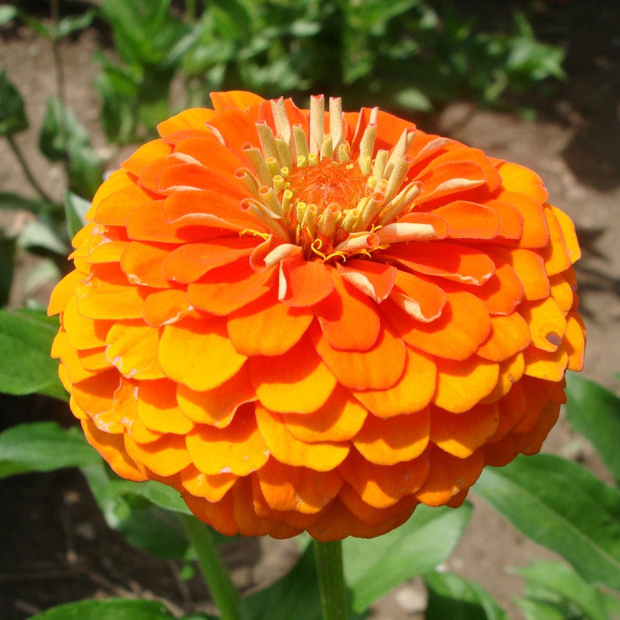 pure seed flower Queeny Pure Orange Zinnia Seeds – Park Seed
