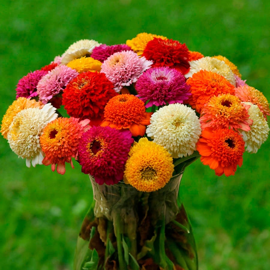 'Zinderella Mix' Zinnia Seeds