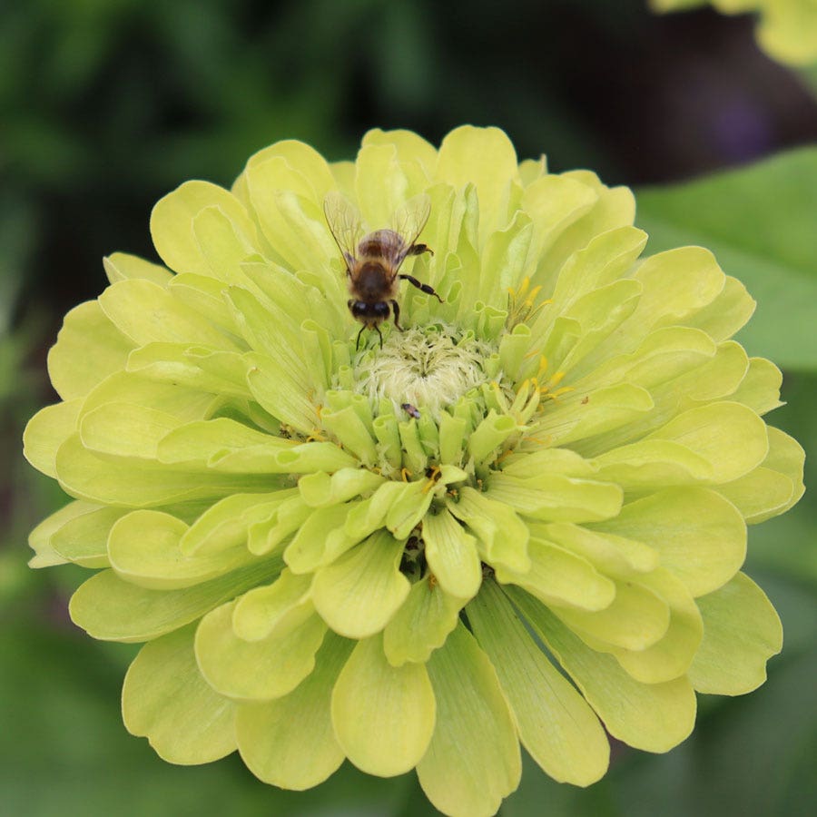 Park's Picks Lime Zinnia Seeds
