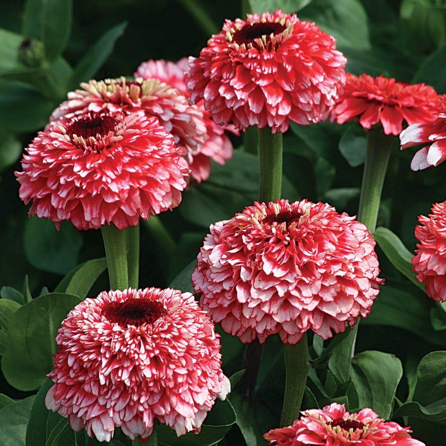'Zinderella Fizz' Zinnia Seeds