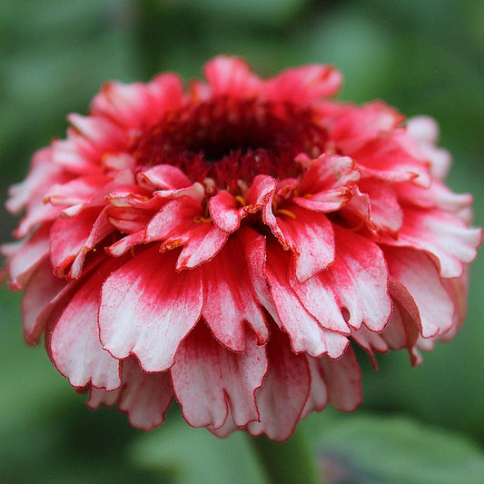 'Zinderella Fizz' Zinnia Seeds