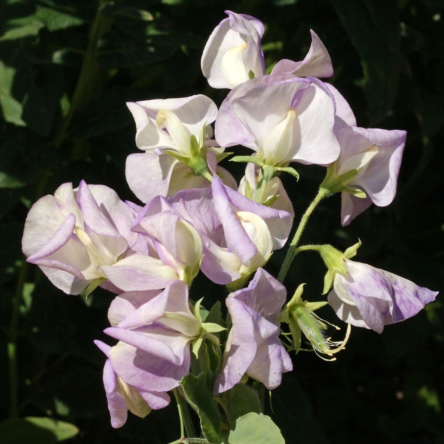 sweet pea plant seeds High Scent' Sweet Pea Seeds – Park Seed