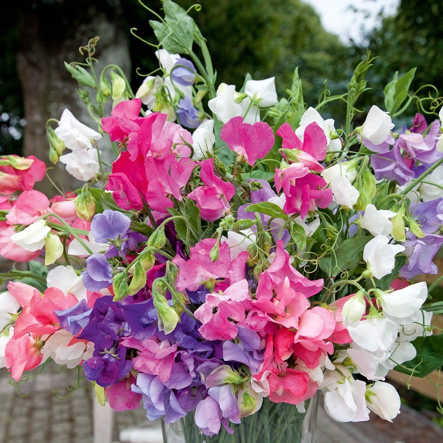 garden pea seeds for sale Bijou Mix' Sweet Pea Seeds – Park Seed