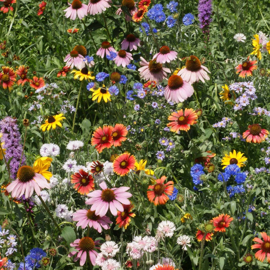 wildflower meadow seed mix Wildflower Northeast Mix Seed Untreated