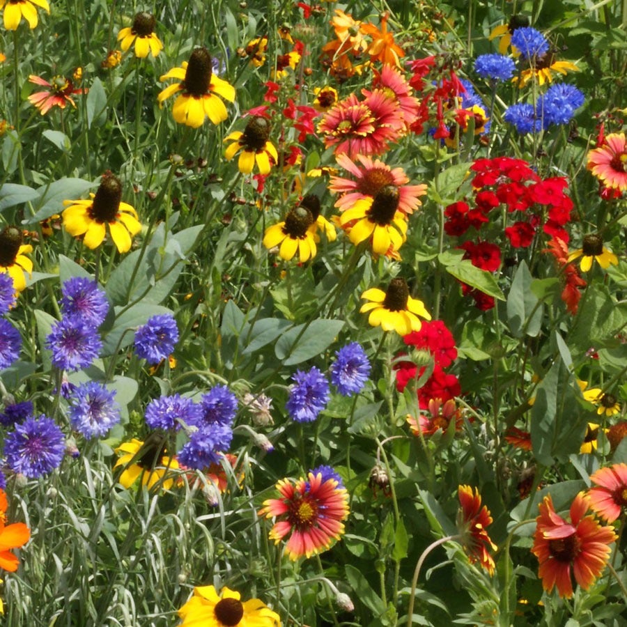 pennsylvania native wildflower seed mix Southeast Wildflower Seed Mix – Park Seed