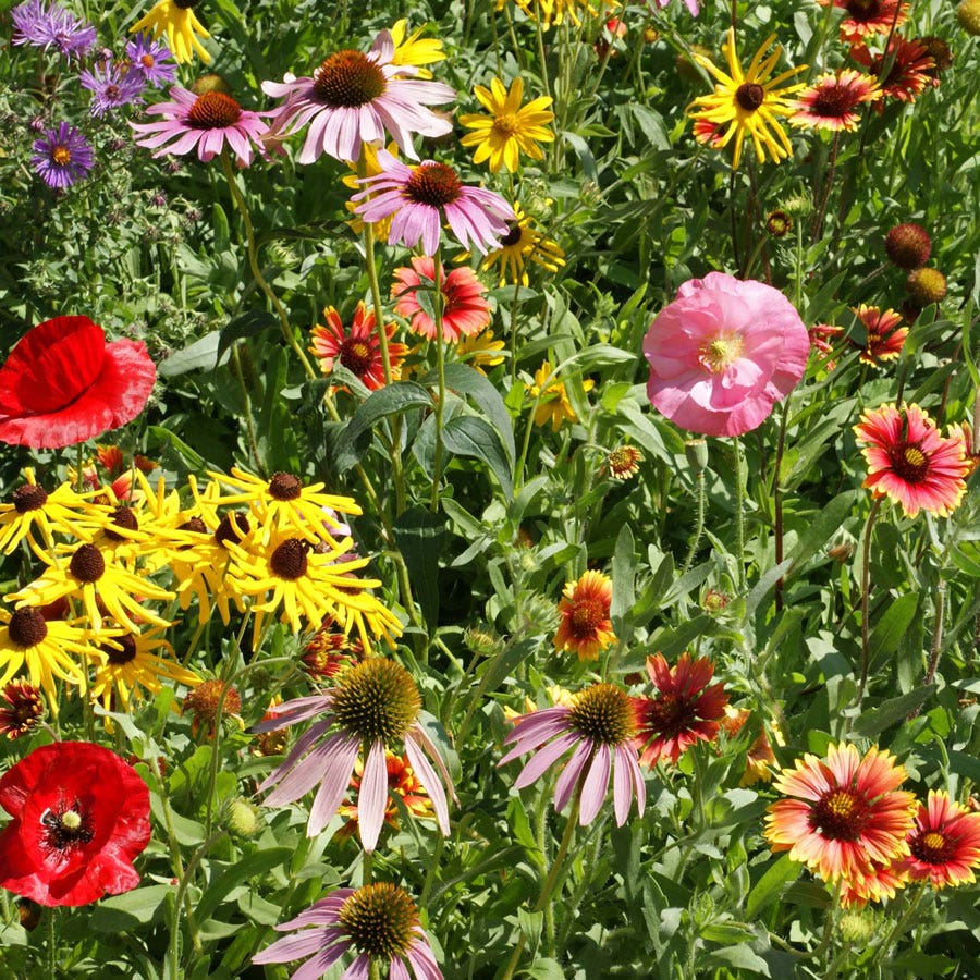 fall wildflower seed mix Wildflower Midwest Mix Seed, Size: 1 lbs