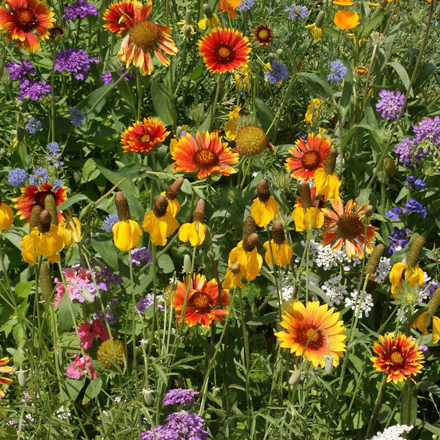 wildflower seeds to plant in the fall Western Wildflower Seed Mix – Park Seed