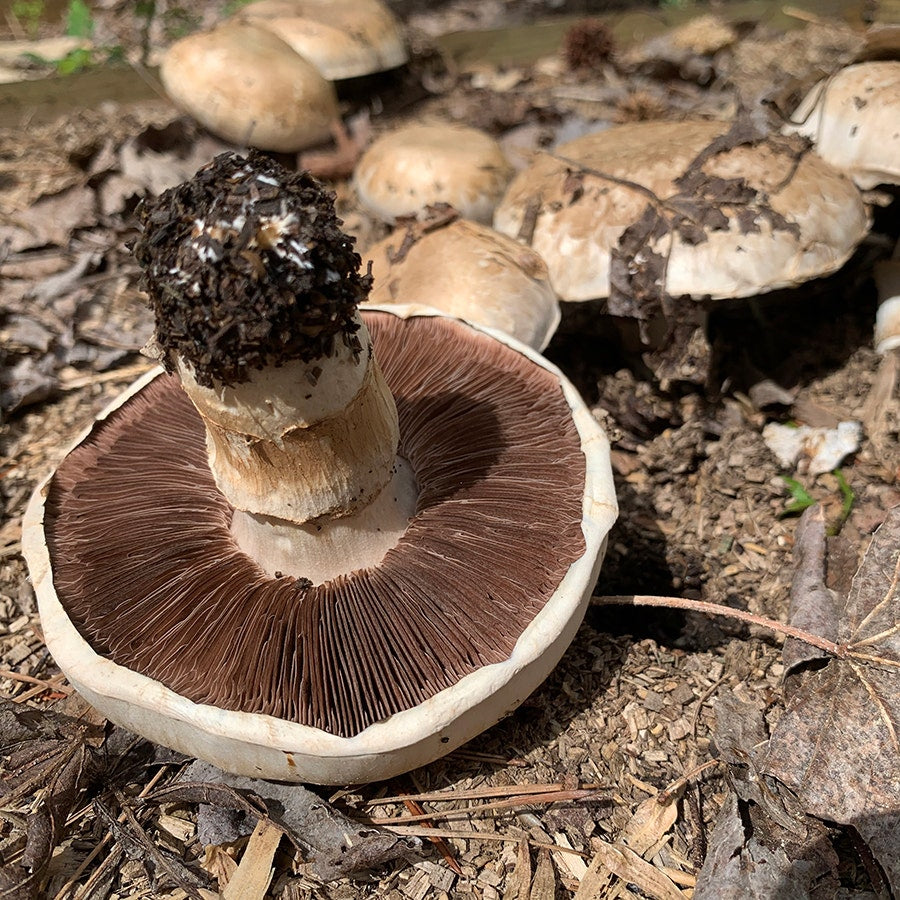 Mushroom Portabella Kit
