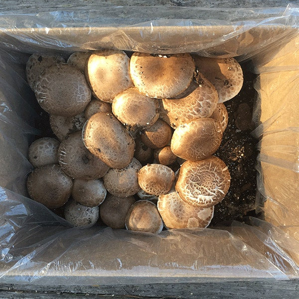 Mushroom Portabella Kit