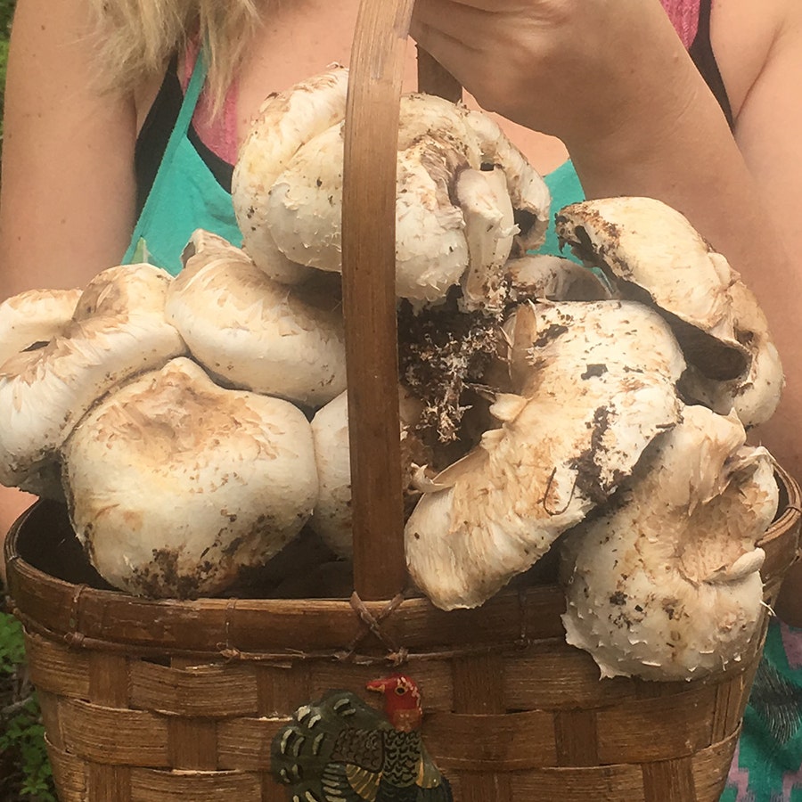 Mushroom Button Kit-6 lbs