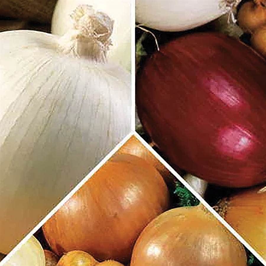 Midday Onion Sets Mix