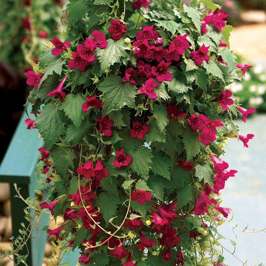 Creeping Gloxinia Lofos® Wine Red