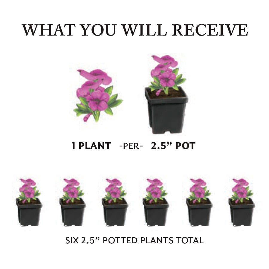 Verbena EnduraScape™ Dark Purple