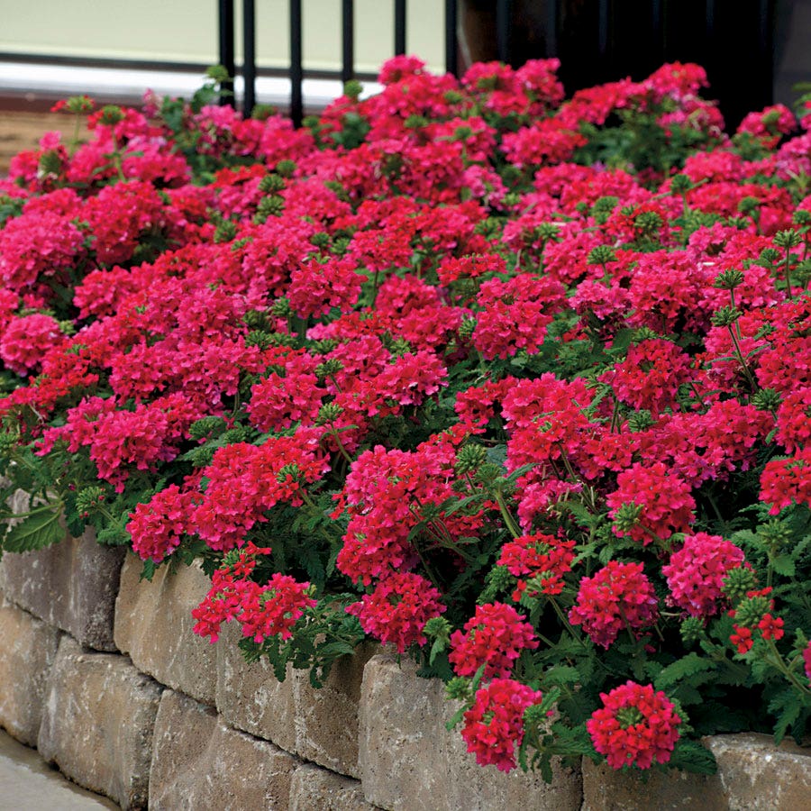 Verbena EnduraScape™ Hot Pink