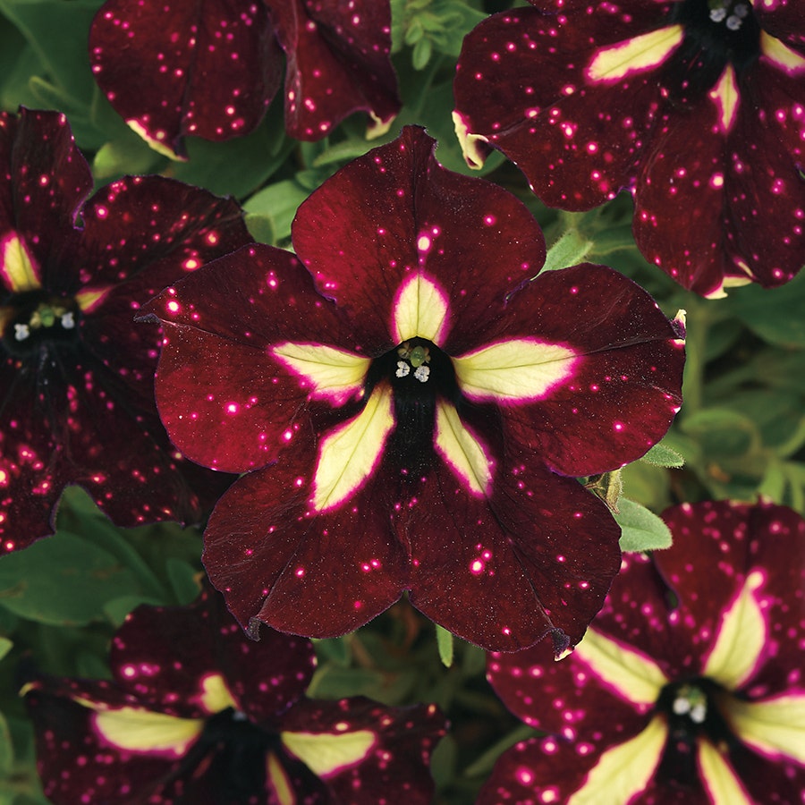 Petunia Headliner™ Starry Sky Burgundy