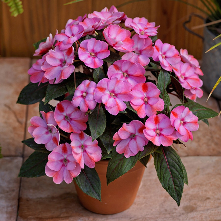 SunPatiens® Compact Pink Candy