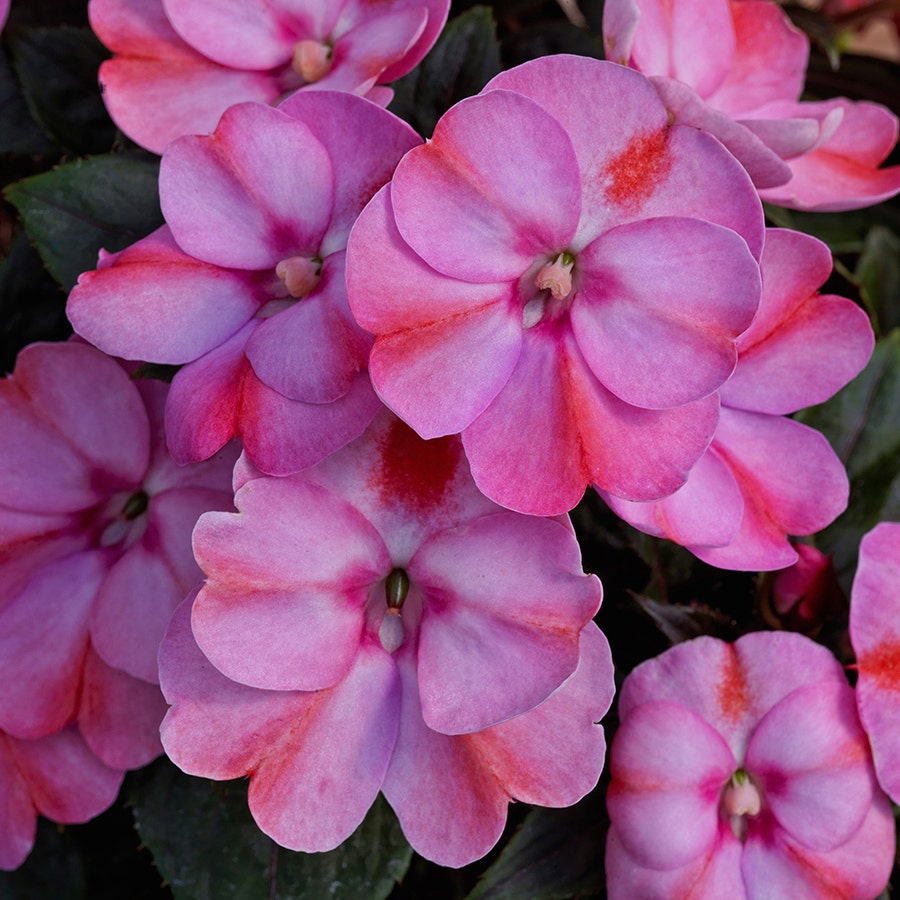 SunPatiens® Compact Pink Candy