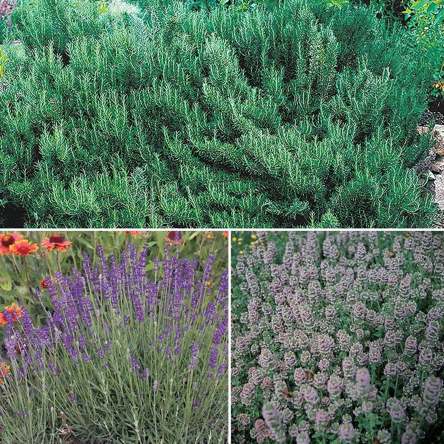 Fragrant Herbs Collection