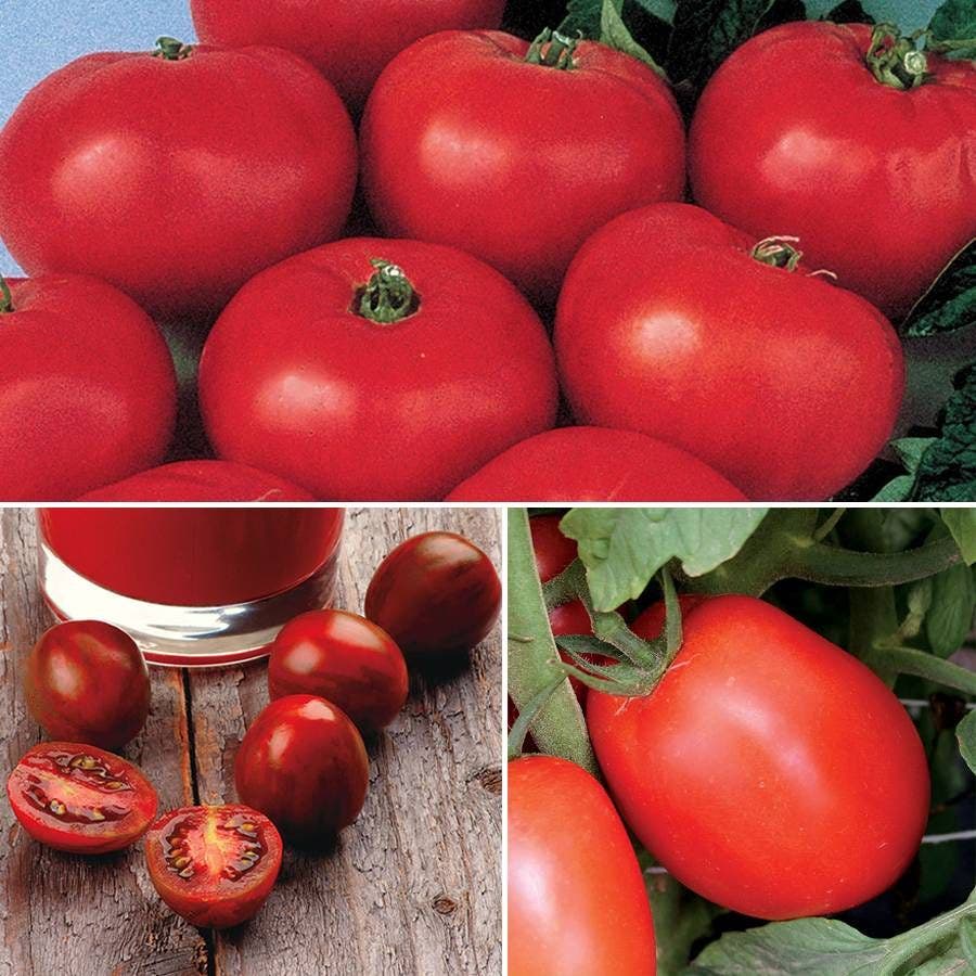 park seed tomato plants Heirloom Tomato Collection – Park Seed