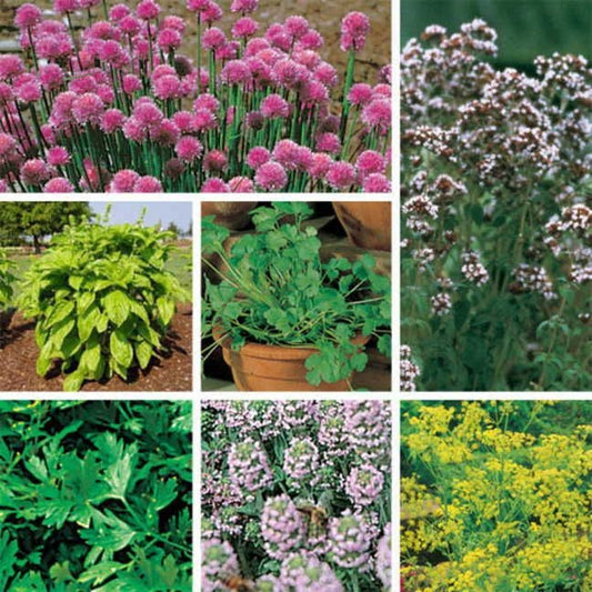 Park Seed Organic Herb Seed Collection