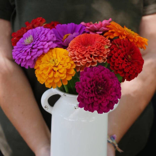 Park's Picks Zinnia Seed Collection