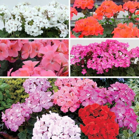 Geranium Nano Seed Collection