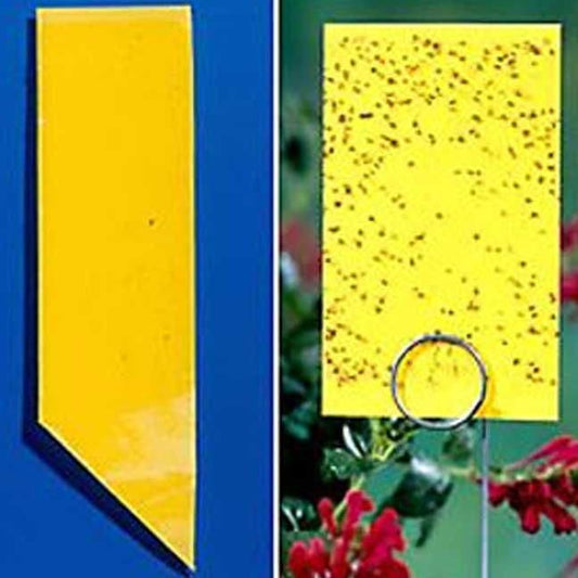 Yellow Sticky Insect Traps - Collection