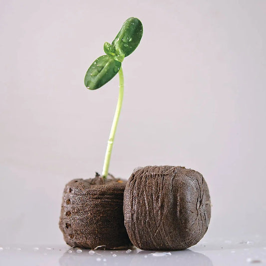 Coco One-Steps® - Pack of 18