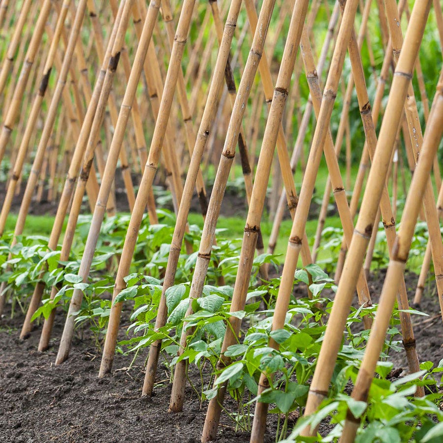 Bamboo Plant Stakes - Set of 12