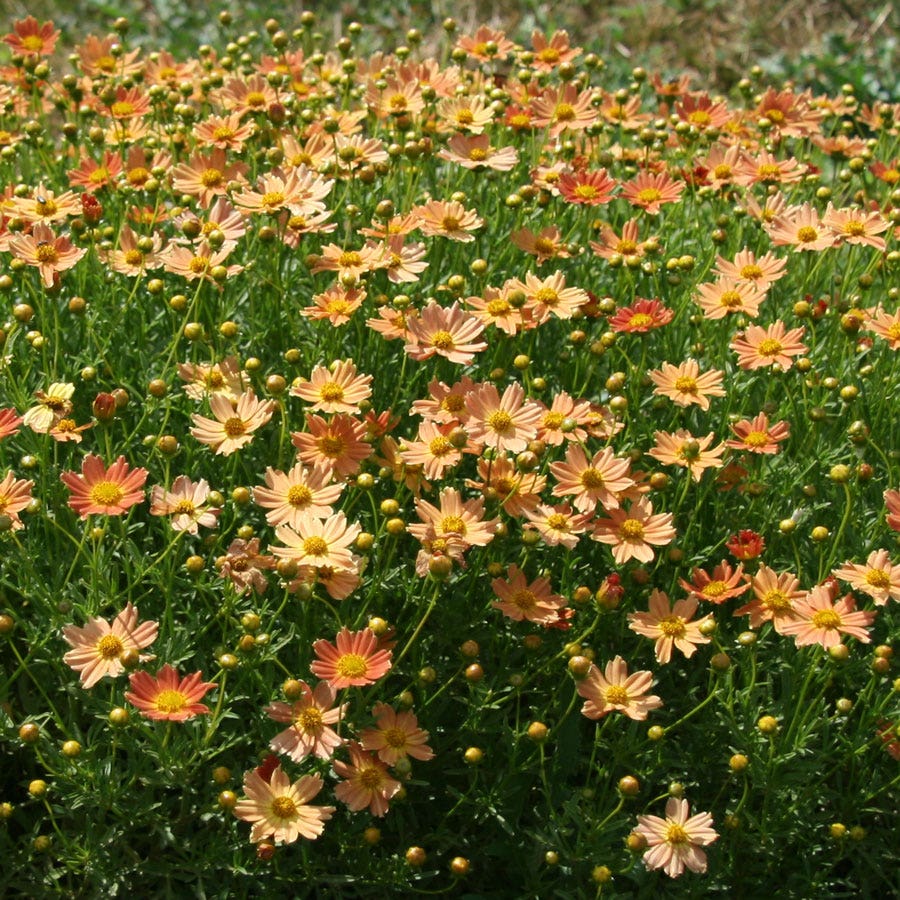 Coreopsis Créme Caramel Tickseed