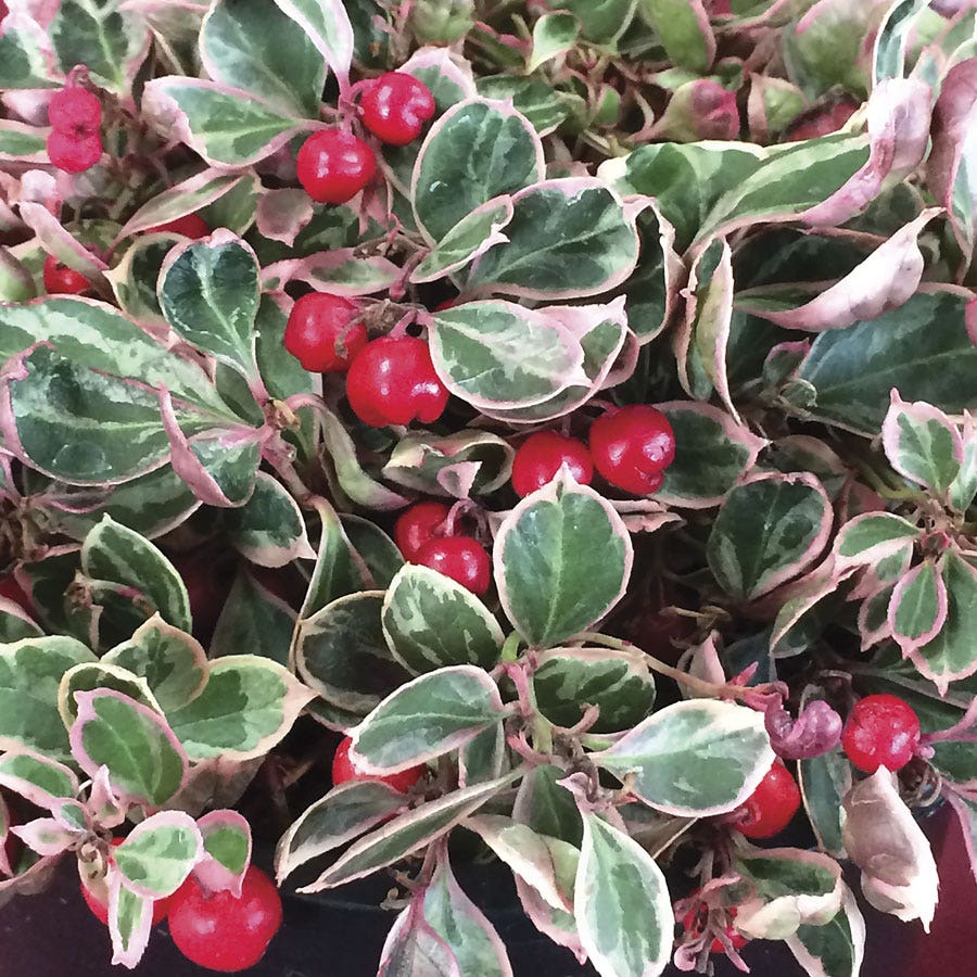 Gaultheria Winter Splash™ Wintergreen