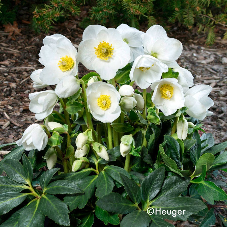 Helleborus HGC® Jesko Hellebore