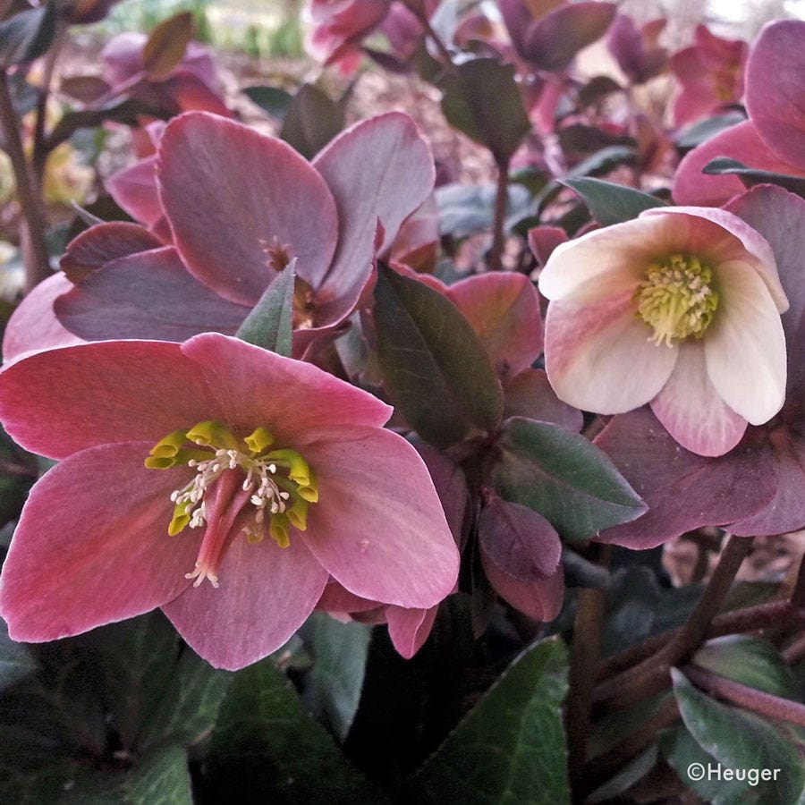 Helleborus HGC® Merlin® Hellebore