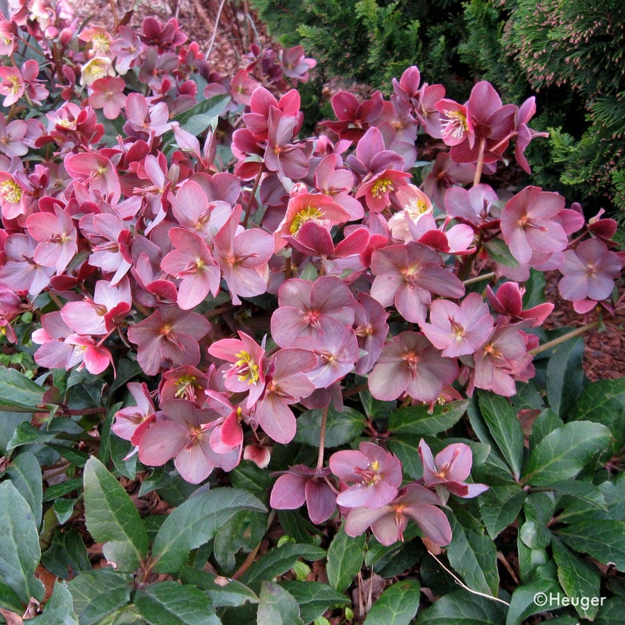 Helleborus HGC® Merlin® Hellebore