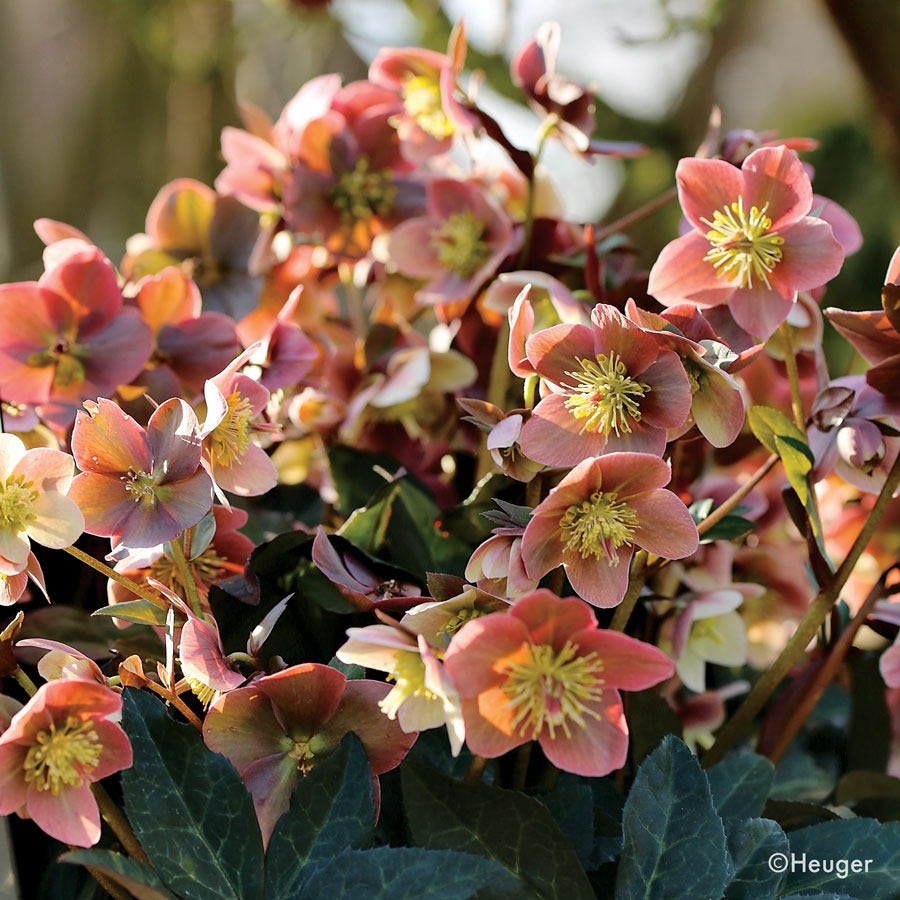 Helleborus HGC® Merlin® Hellebore