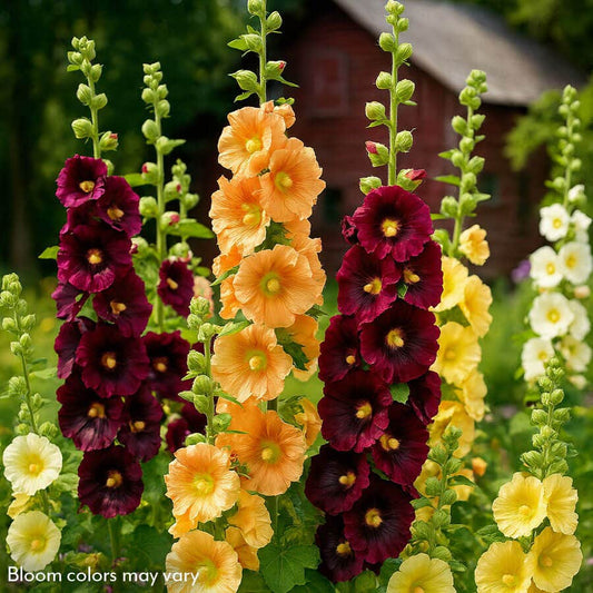 Old Barnyard Mix Hollyhock