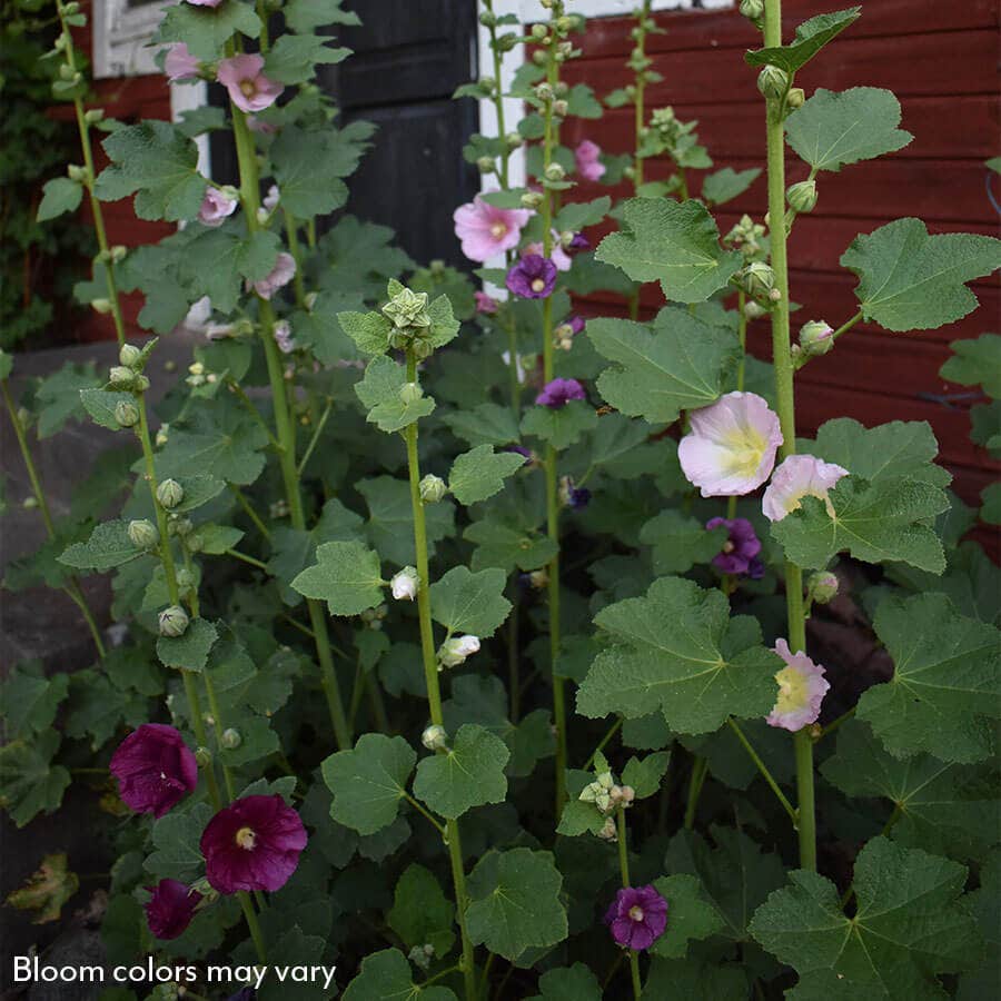 Old Barnyard Mix Hollyhock