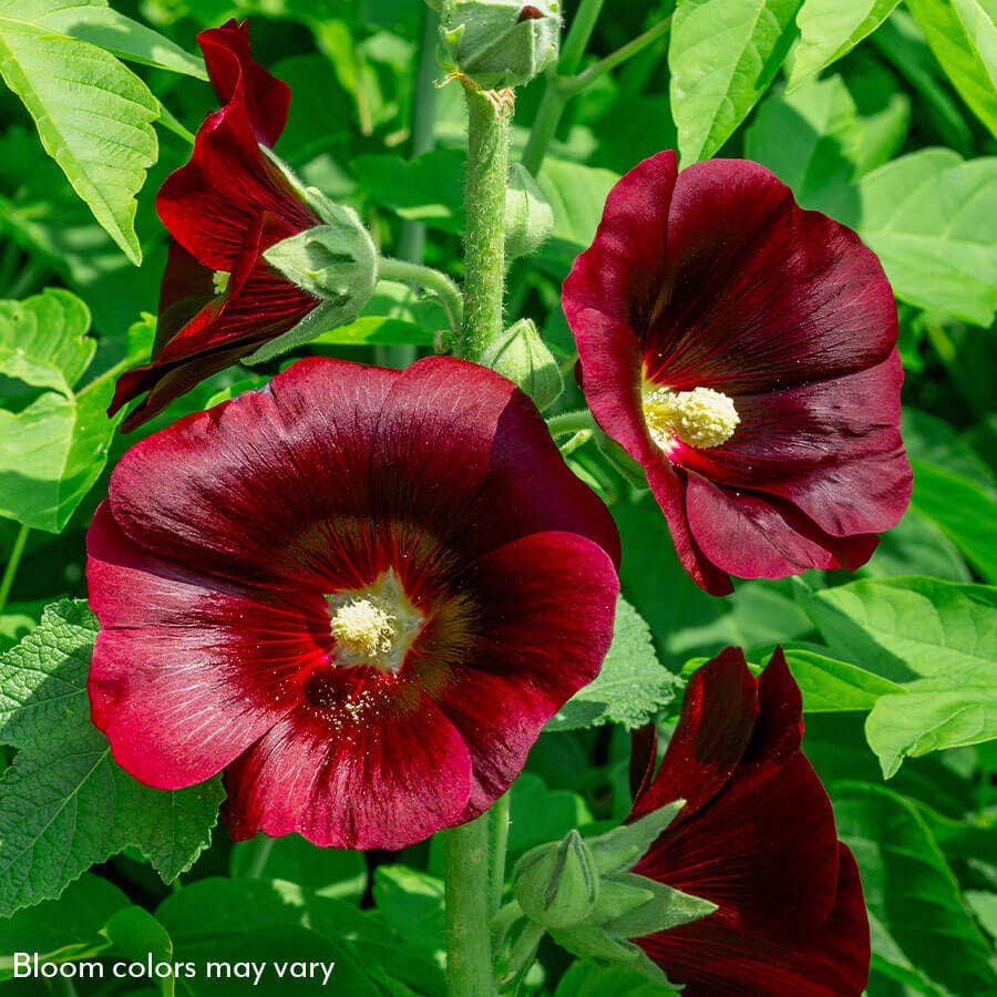 Old Barnyard Mix Hollyhock