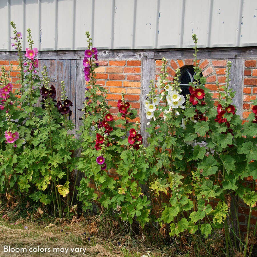 Old Barnyard Mix Hollyhock