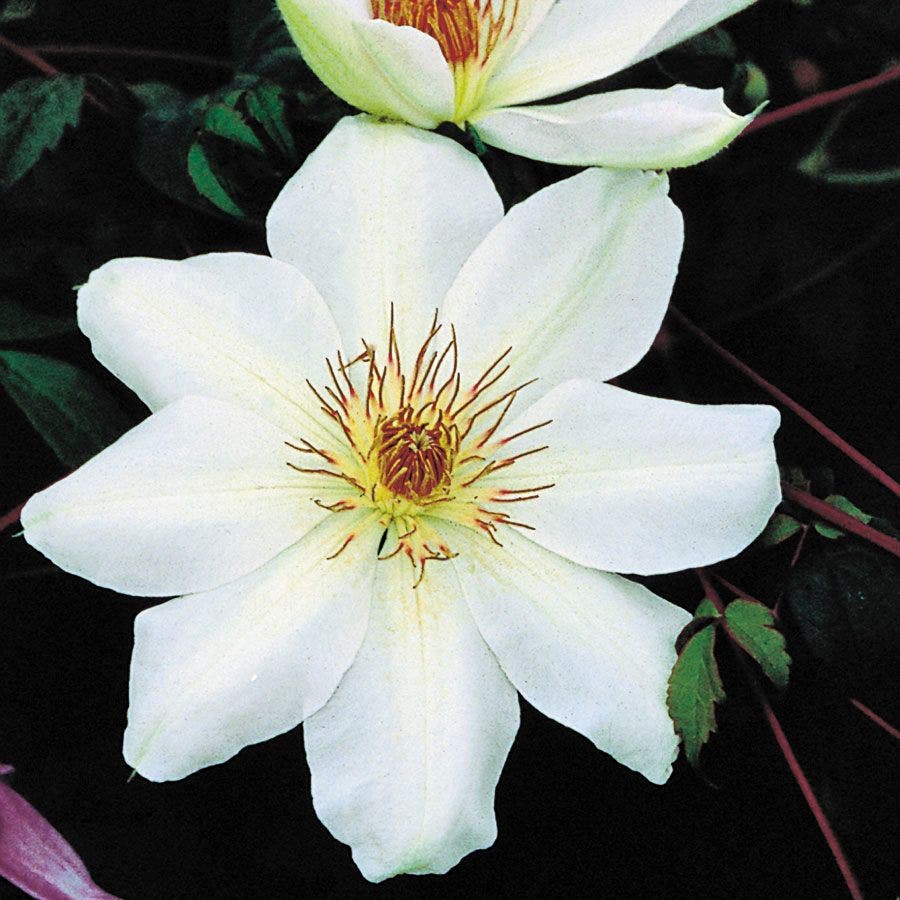 Henryi Clematis