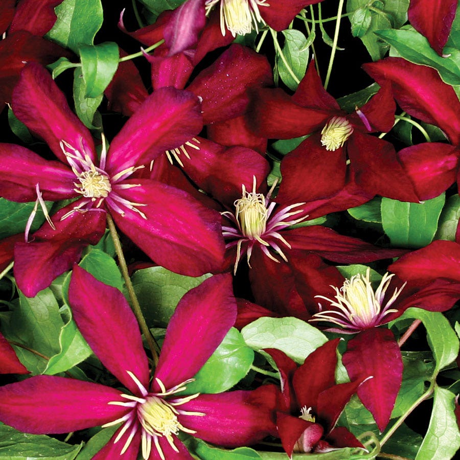 Niobe Clematis