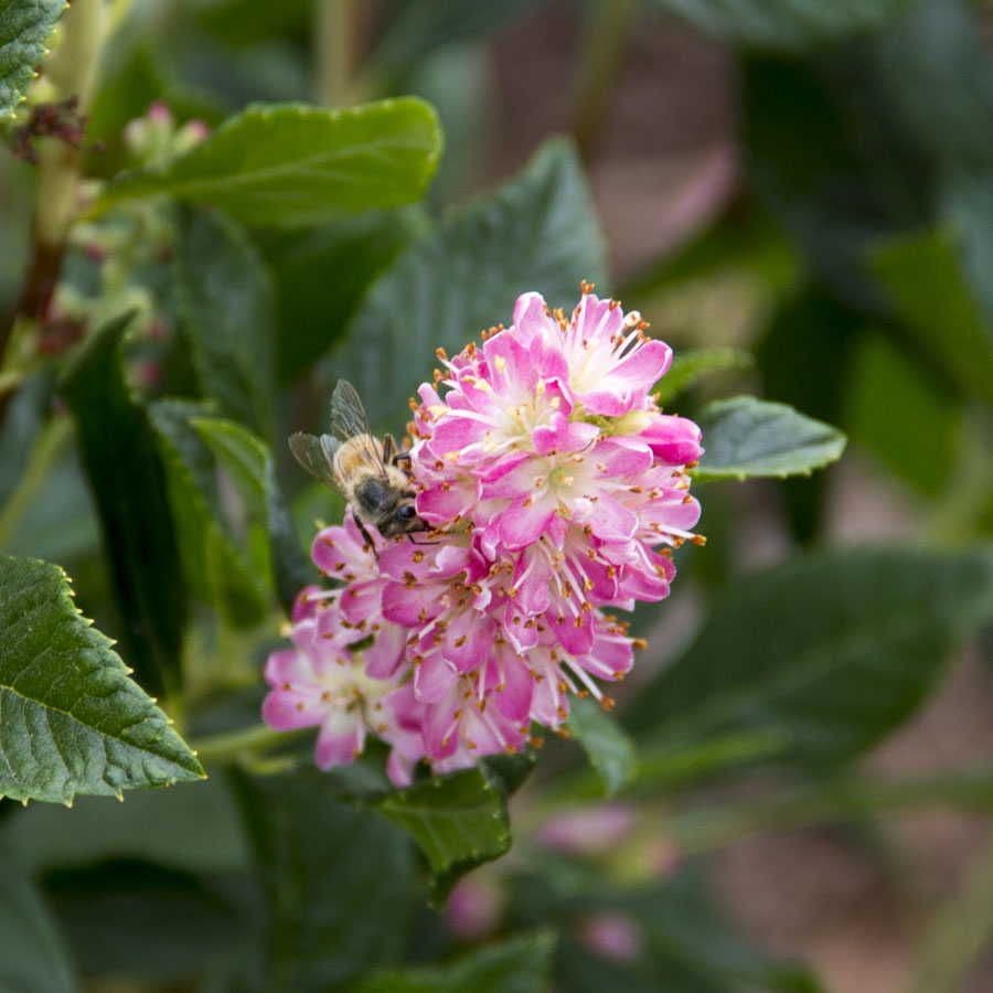 Clethra 'Ruby Spice'