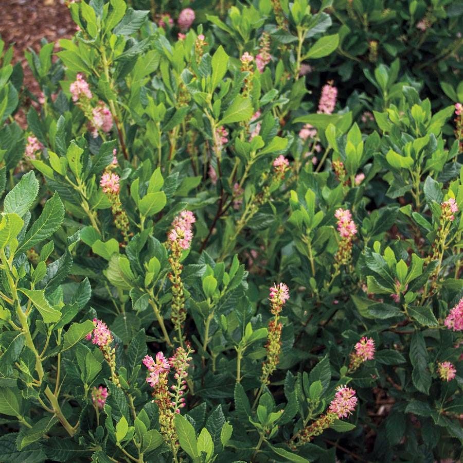 Clethra 'Ruby Spice'