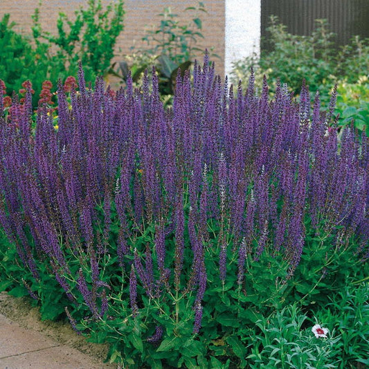 Salvia 'East Friesland' Ornamental Sage