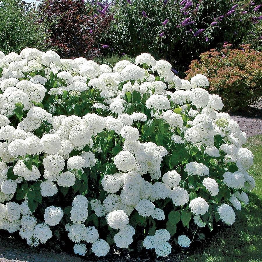 Hydrangea 'Annabelle'